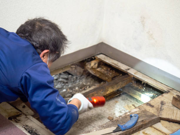 Best Office Mold Removal Services  in New Bedford, PA