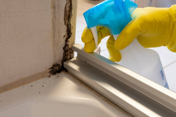 Best Toxic Mold Removal  in New Bedford, PA