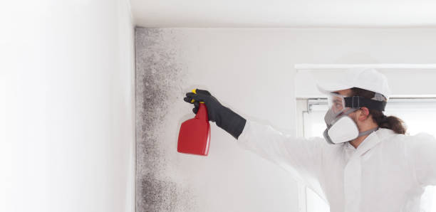 Best Attic Mold Removal  in New Bedford, PA