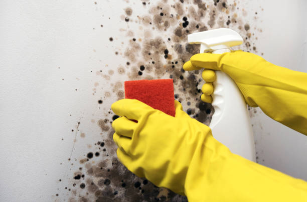 Reliable New Bedford, PA Mold Removal Solutions