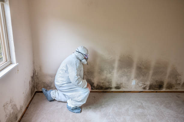 Best Crawl Space Mold Removal  in New Bedford, PA