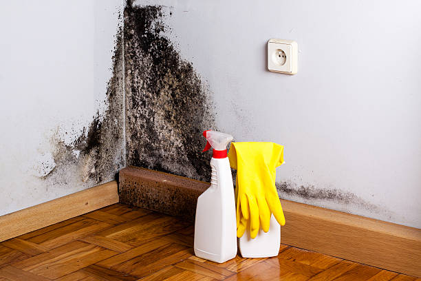 Best Home Mold Removal  in New Bedford, PA