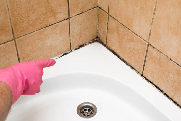 Best Commercial Mold Removal  in New Bedford, PA