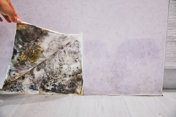 Best Emergency Mold Removal  in New Bedford, PA